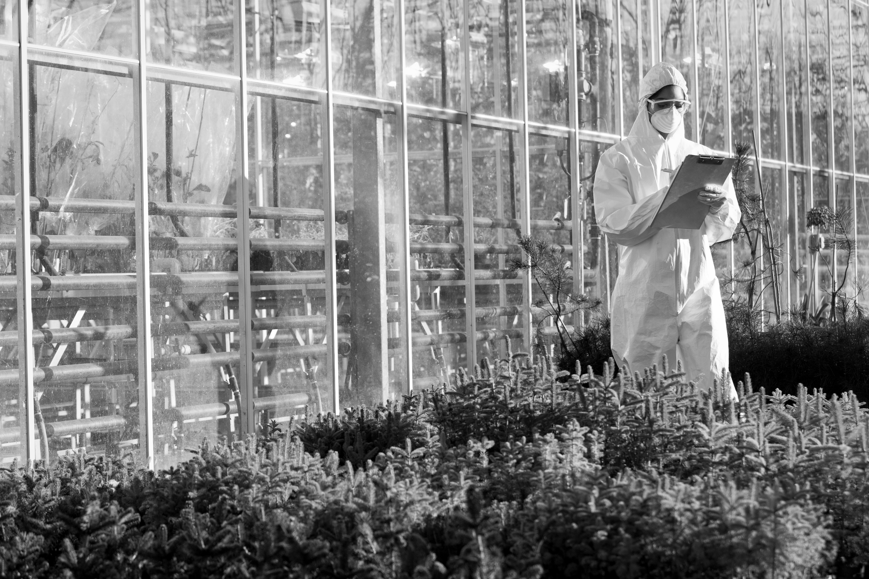 Scientist in a hydroponics greenhouse